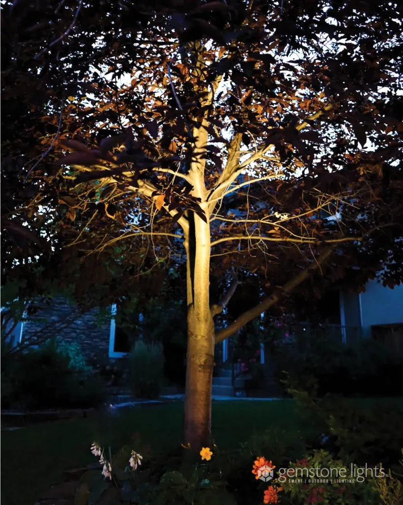 A tree is illuminated at night, highlighting its branches and leaves
